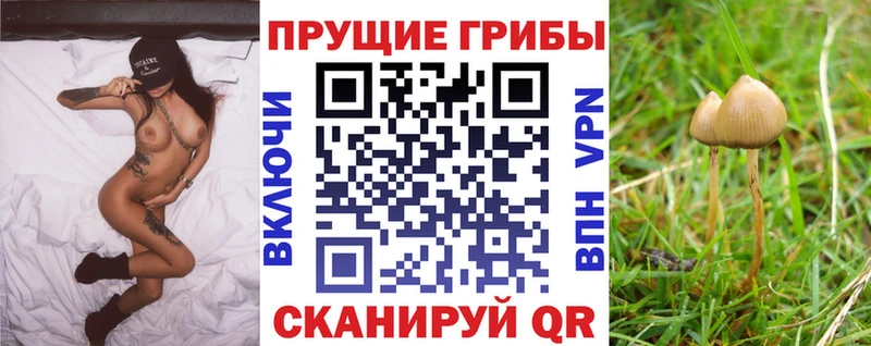 Галлюциногенные грибы Psilocybe  Купить где  Шадринск 